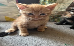 Domestic Shorthair cats for sale: Shorthair Kittens - Image 5