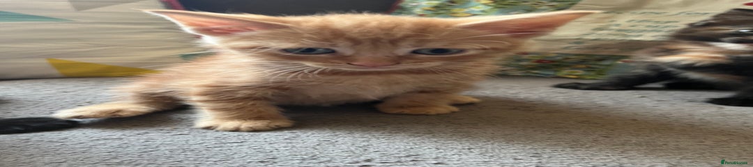 Domestic Shorthair Kitten 2