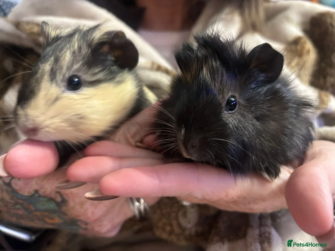 Guinea Pig rodents for sale: Stunning pair of baby boys  - Advert 1