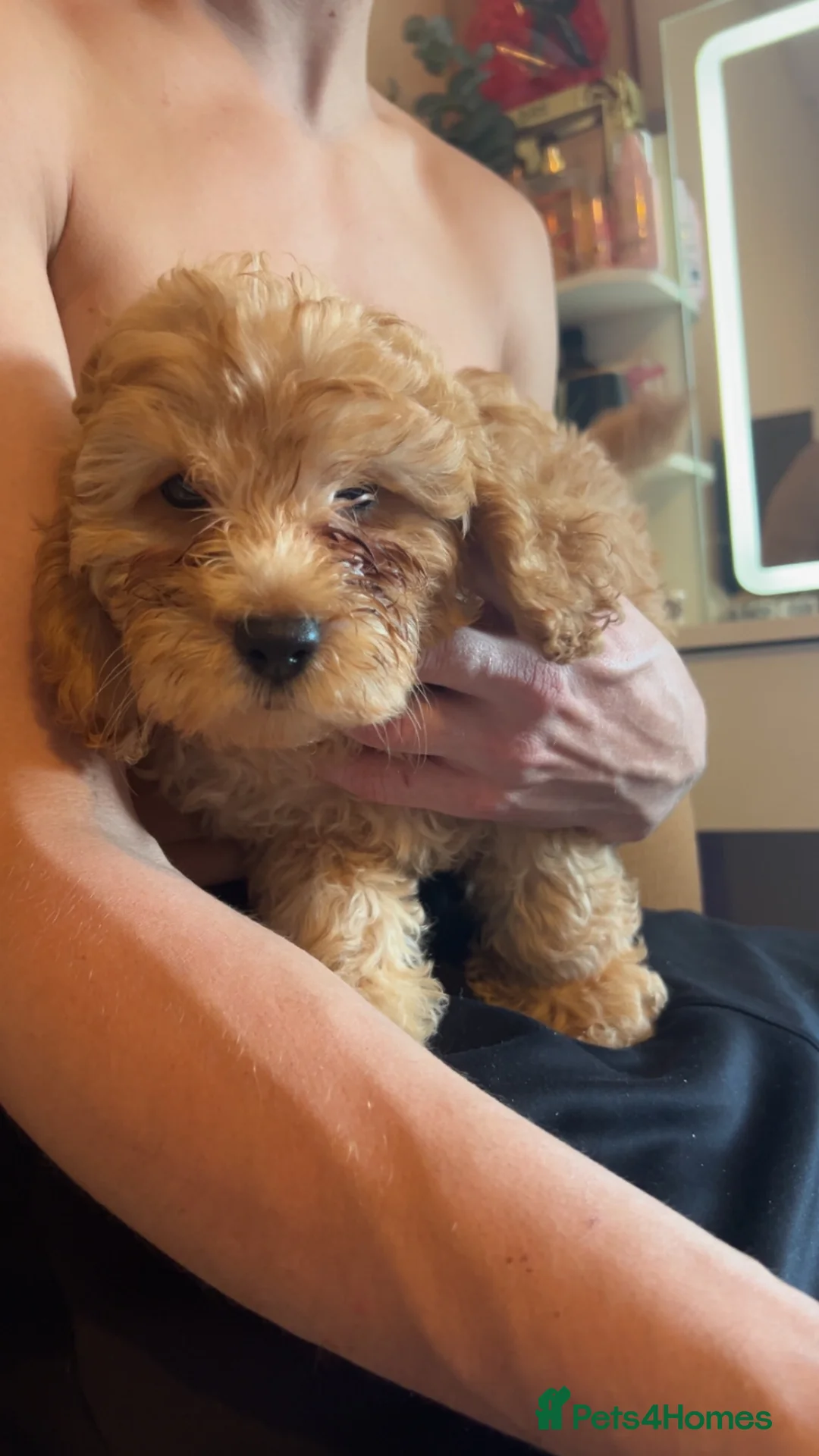 Cockapoo dogs for sale: Cockapoos  - Advert 2