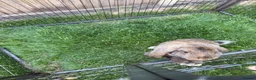 French Lop rabbits for sale: French lops  - Advert 9