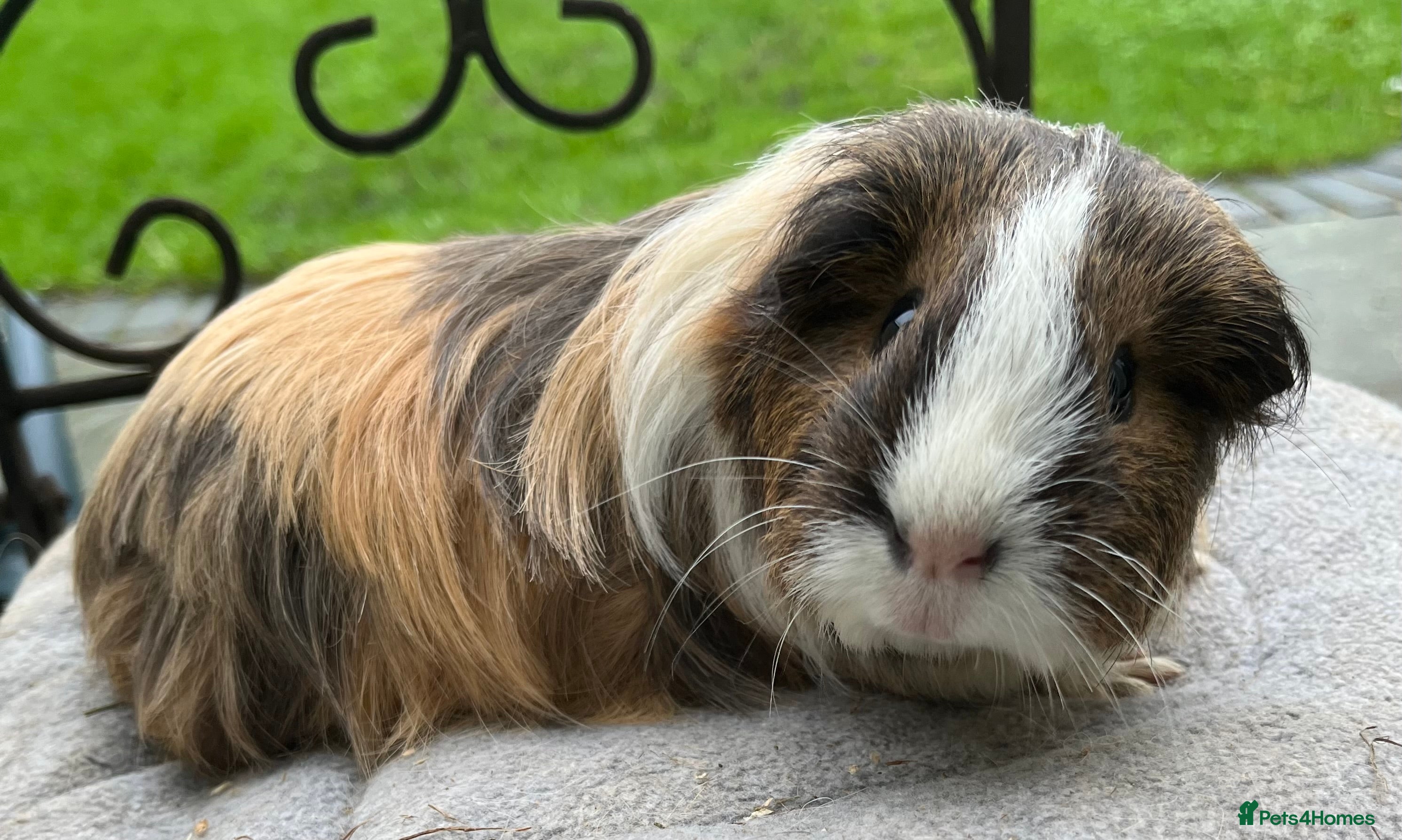 Guinea Pig rodents Female guinea pigs - Advert 4