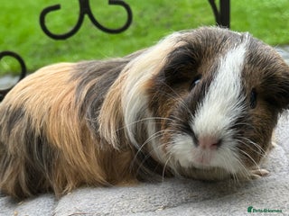 Guinea Pig rodents Female guinea pigs - Advert 1