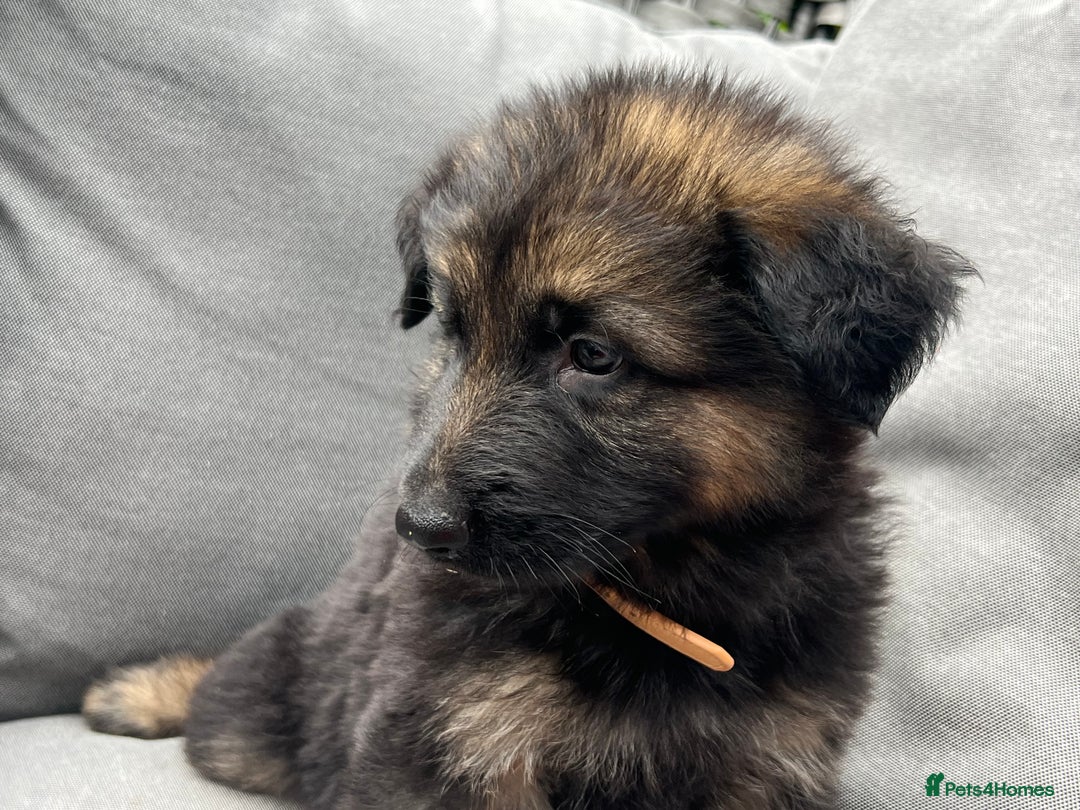 German Shepherd dogs for sale: *READY NOW!!* KC DNA BVA German Shepherds - Image 6