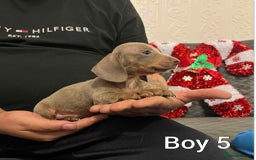 Miniature Dachshund dogs for sale: Miniature Dachshund  - Advert 8