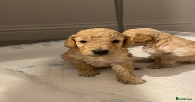Cockapoo dogs - Advert 15