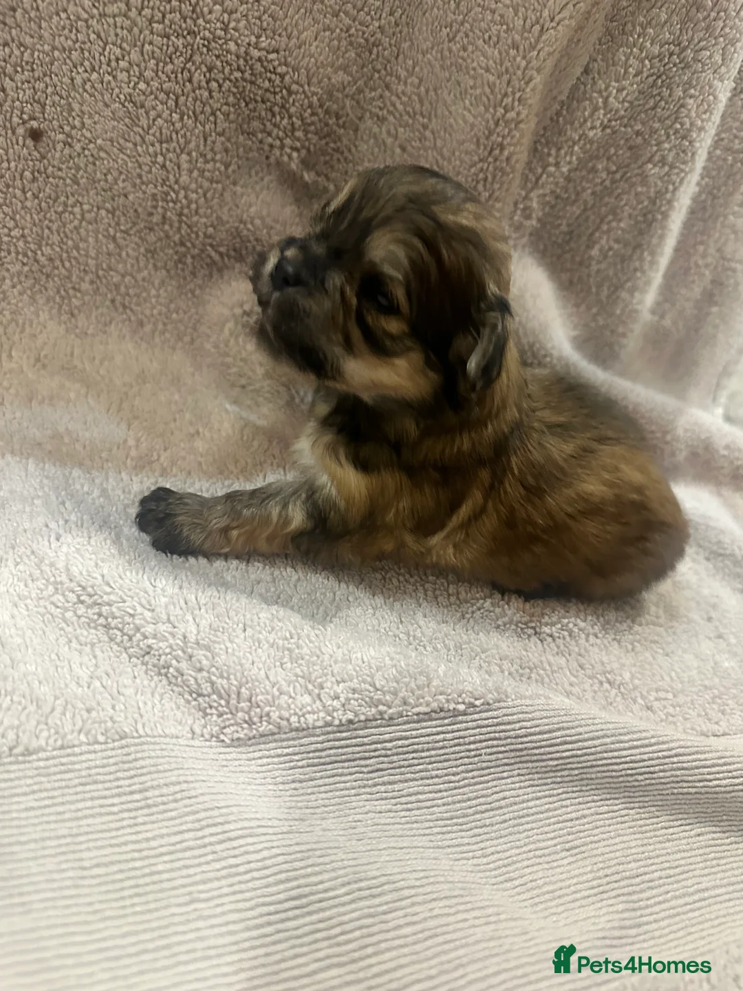 Lhasa Apso dogs for sale: Beautiful mini Lhasa apso’ - Advert 10