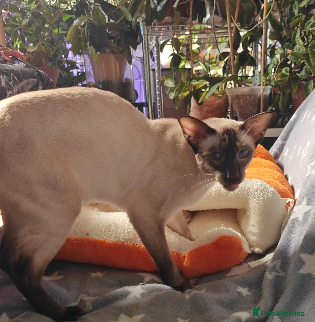 Siamese cats for stud: GCCF Registered Siamese Stud - Advert 2