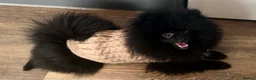 Pomeranian dogs for sale: Beautiful Black Pomeranians for Sale  - Advert 4