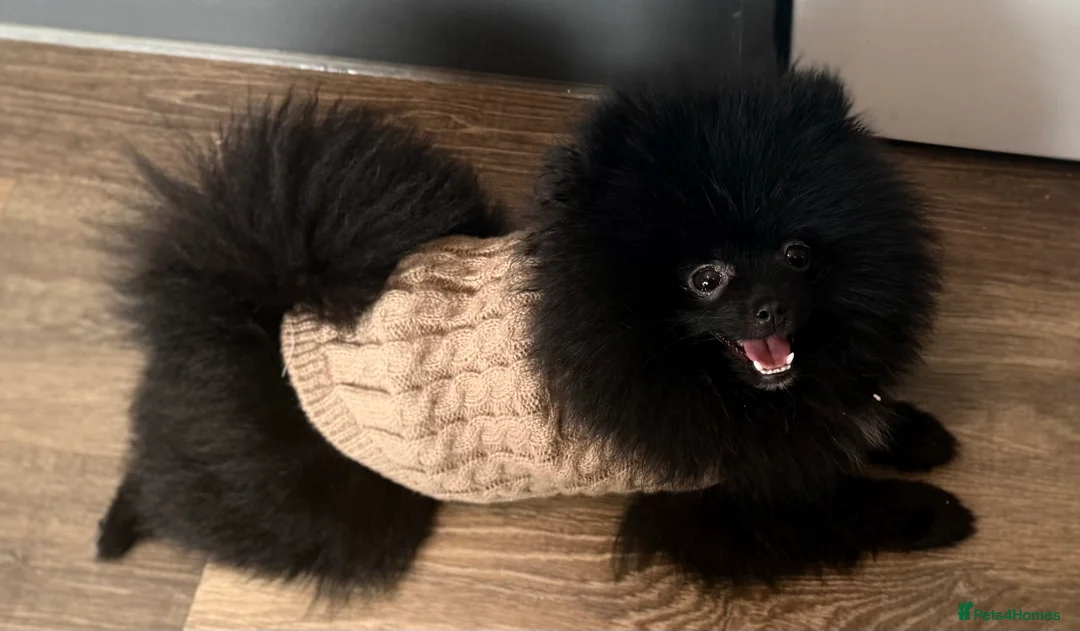 Pomeranian dogs for sale: Beautiful Black Pomeranians for Sale  - Advert 4