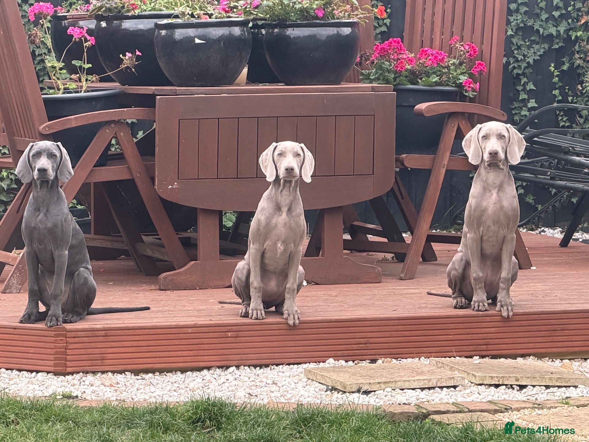 Weimaraner dogs 🐾LAST REMAINING GIRLS🐾 KC Reg Weimaraners 🩷🐾 - Advert 4