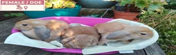 Dwarf Lop rabbits for sale: Pretty Dwarf Lop Babies: Males & Females - Advert 12
