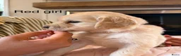 Golden Retriever dogs for sale:     Stunning KC Registered Golden Retriever Pups - Advert 26