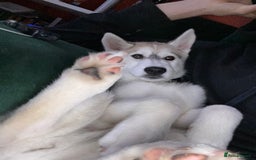 Siberian Husky dogs for sale: Husky puppy Male - Image 4