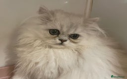 Persian cats for sale: Silver Chinchilla Persians Available! - Image 1