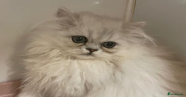 Persian cats - Advert 3