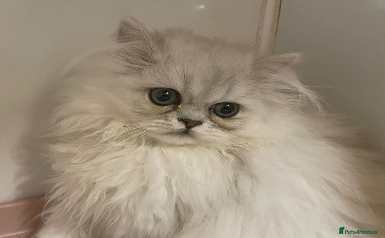 Persian cats - Advert 9