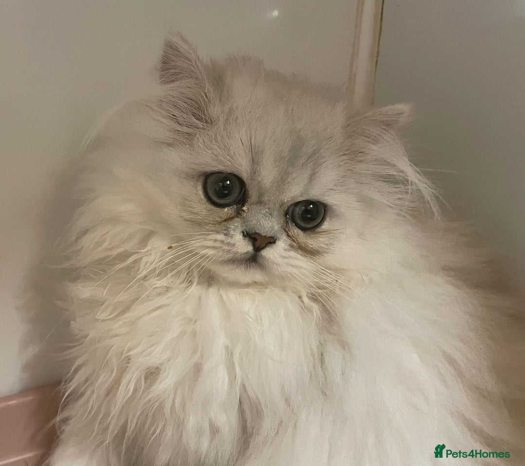 Persian cats for sale: Silver Chinchilla Persians Available! - Image 1