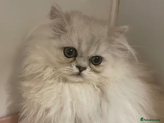 Persian cats - Advert 15