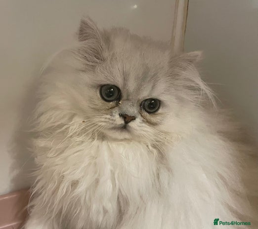 Persian cats - Advert 14
