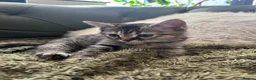 Mixed Breed cats for sale: British shorthair x bengal  - Advert 5