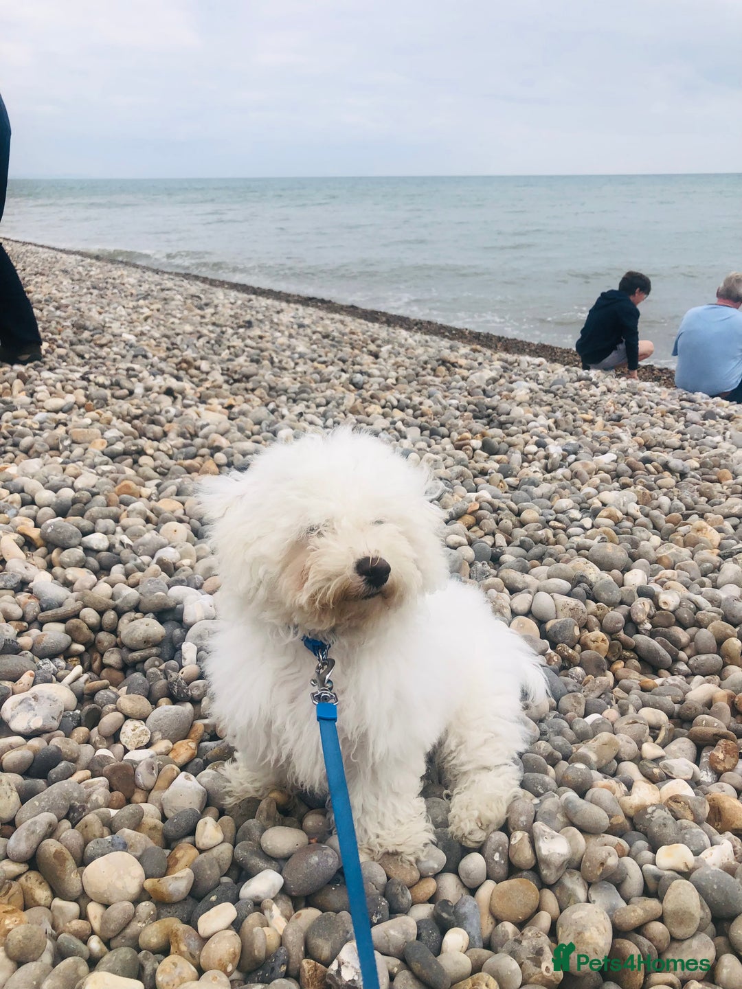Bichon Frise dogs for sale: Bichon frise 4 year old male stud for sale - Image 13