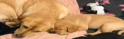 Labrador Retriever dogs for sale: Beautiful litter of KC reg Labrador puppies - Advert 4