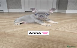 French Bulldog dogs for sale: French bulldog pups - Image 11