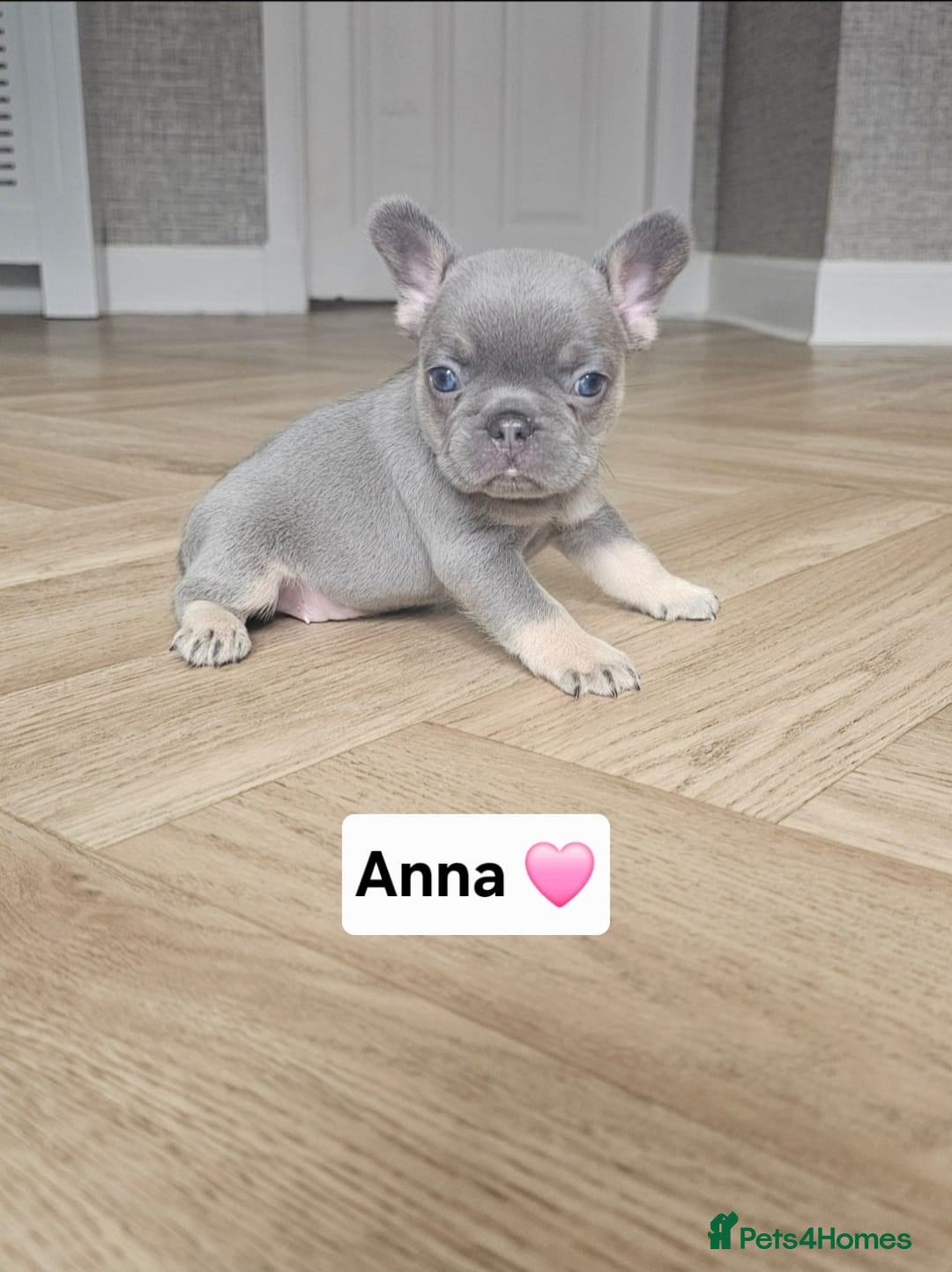 French Bulldog dogs for sale: French bulldog pups - Image 11