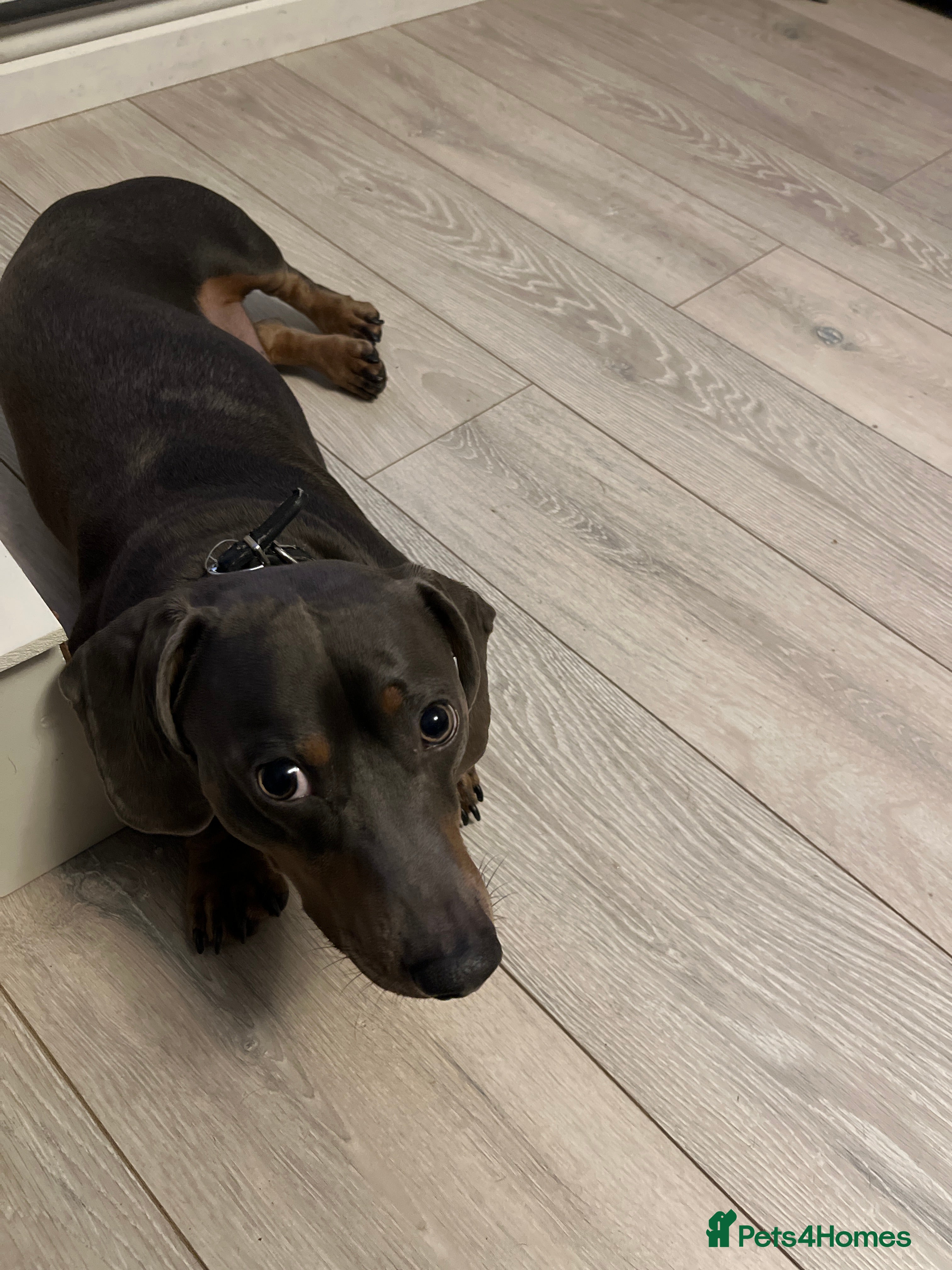 Dachshund dogs My name is blue in Consett - Advert 1