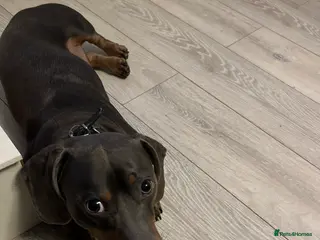 Dachshund dogs My name is blue in Consett - Advert 3