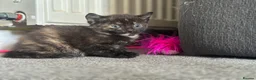 Domestic Shorthair cats for sale: Beautiful kittens - Advert 3