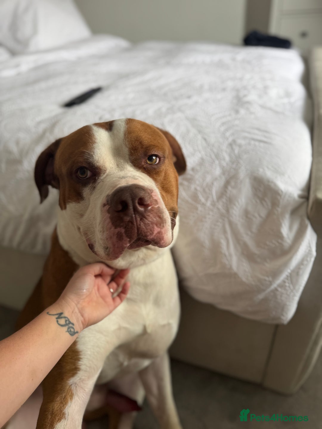 Mixed Breed dogs for sale: Boysie - Advert 31