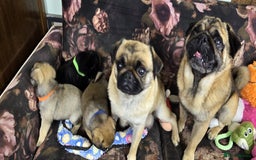 Pug dogs for sale: Beautiful Pure Pug Puppies 8 weeks old! 🐾 - Image 10