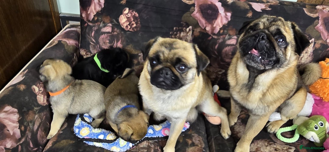 Pug dogs for sale: Beautiful Pure Pug Puppies 8 weeks old! 🐾 - Image 10