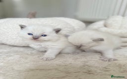 Ragdoll cats for sale: BLUE POINT RAGDOLL KITTENS - Image 7