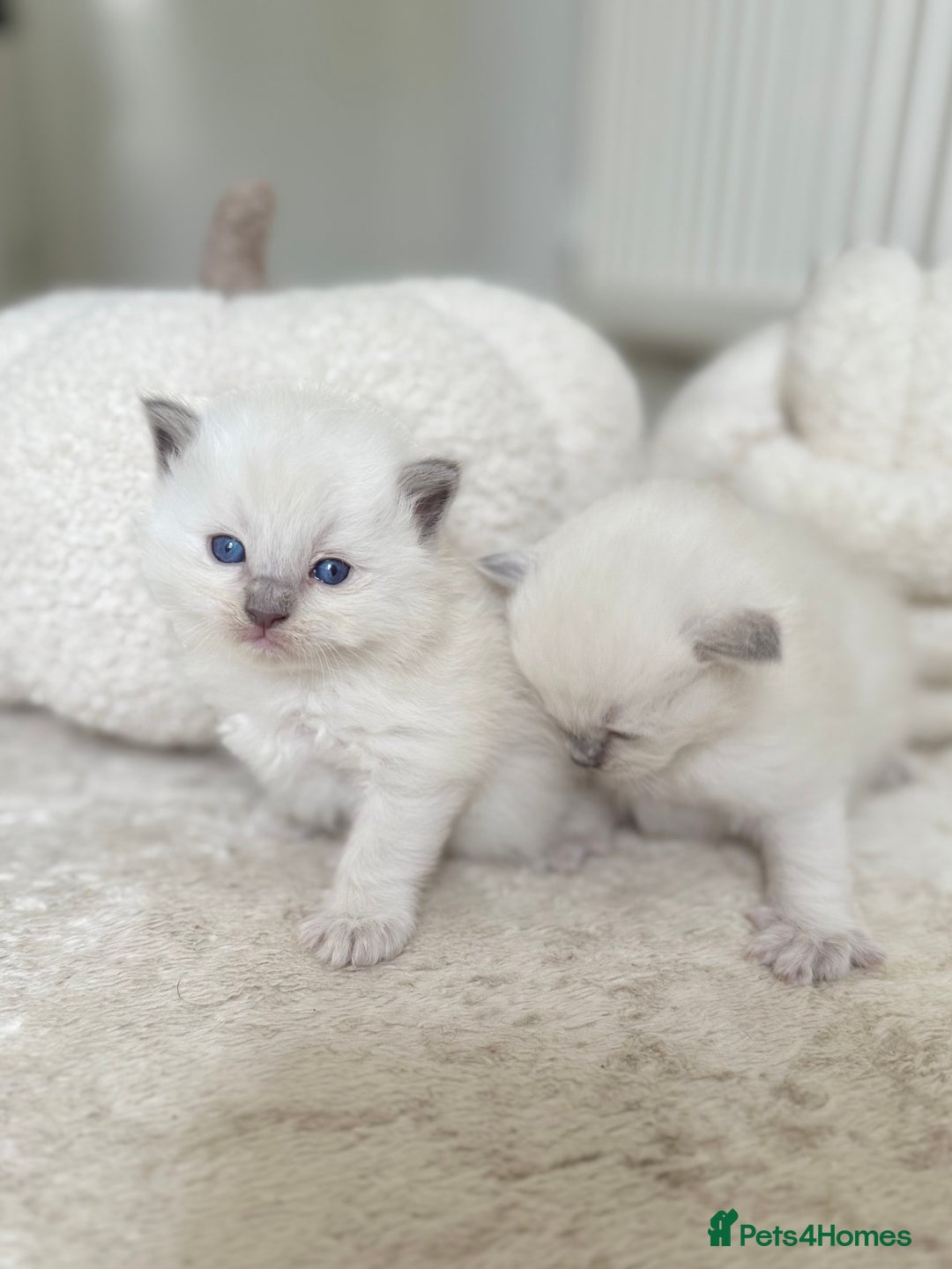 Ragdoll cats for sale: BLUE POINT RAGDOLL KITTENS - Image 7