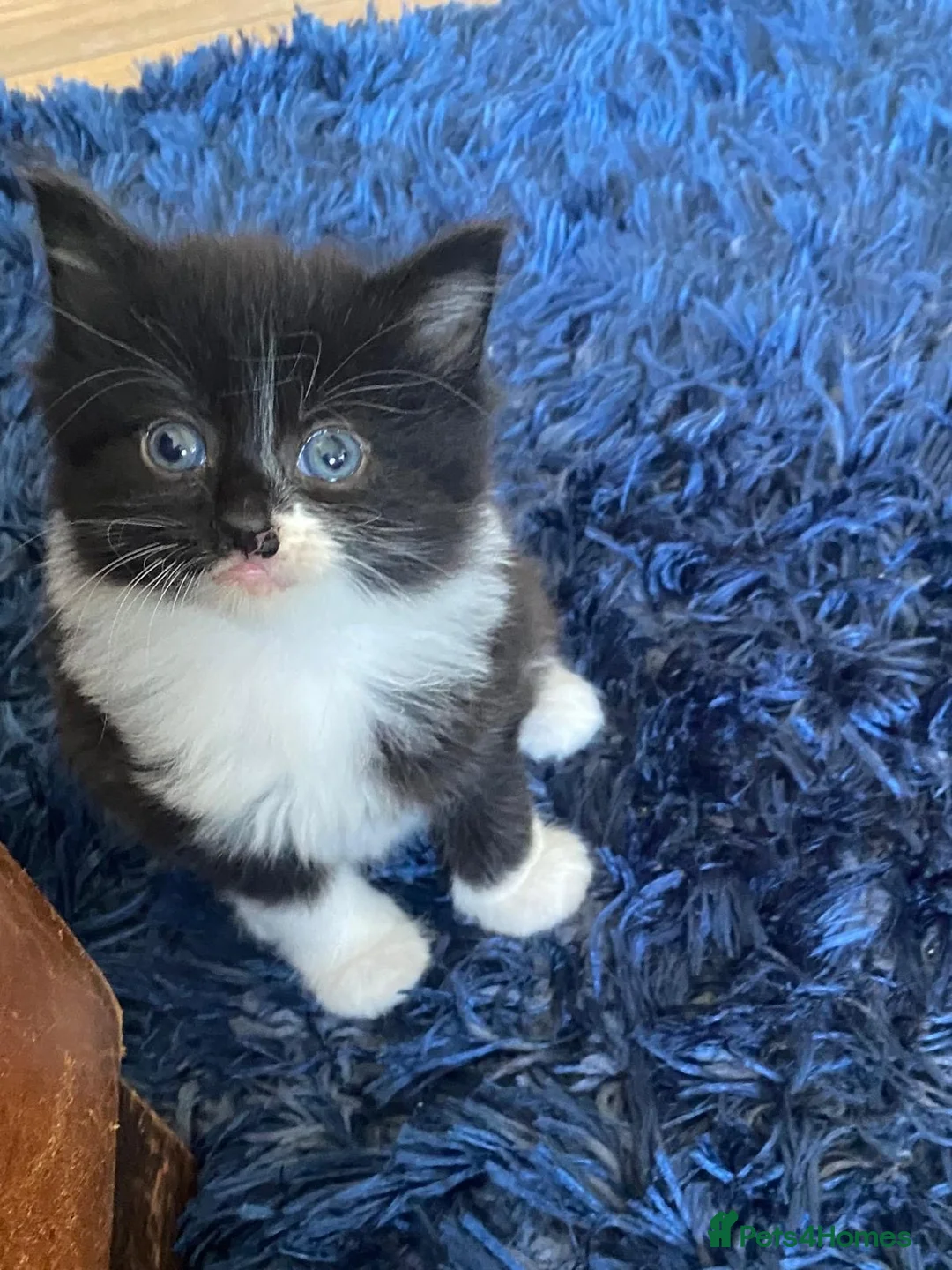 Ragdoll cats for sale: Ragdoll cross kittens  - Advert 1