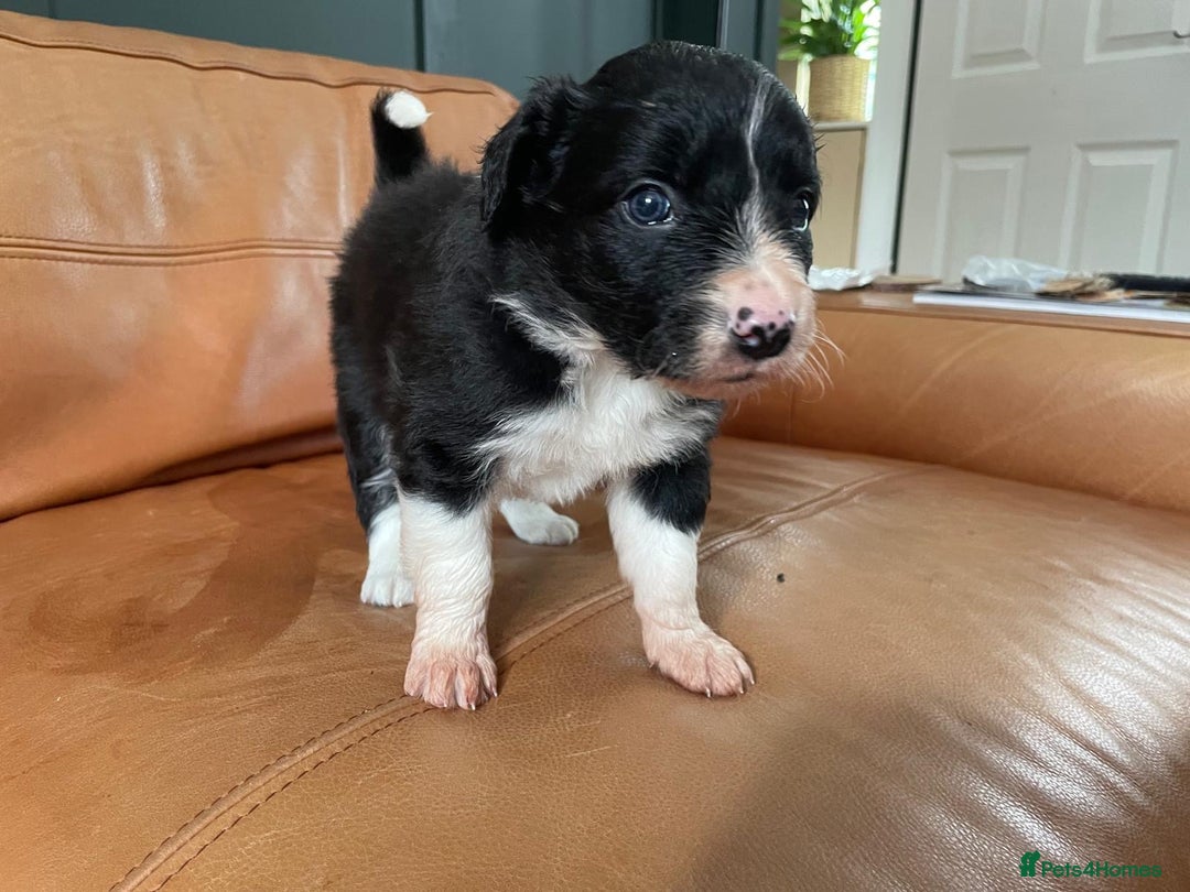 Border Collie dogs for sale: Border Collie Pups Merle, Tri-colour & Blk/wht - Image 13