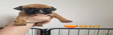 Boxer 5