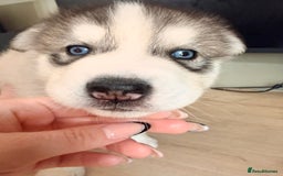 Siberian Husky dogs for sale: SIBERIAN HUSKY  - Image 16