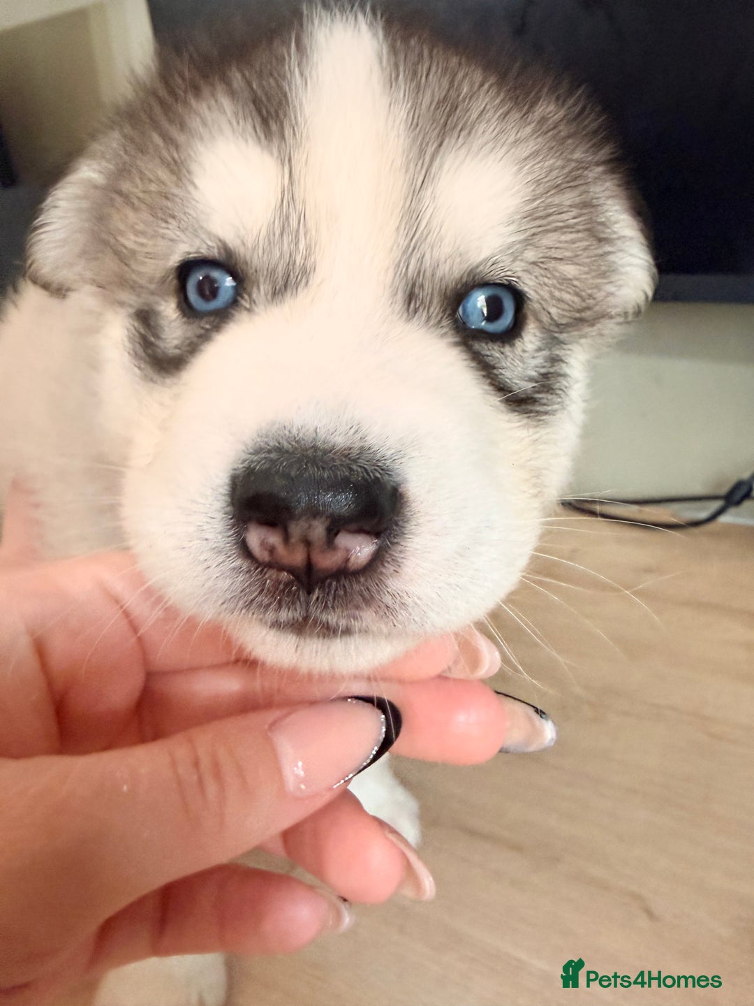 Siberian Husky dogs for sale: SIBERIAN HUSKY  - Image 16