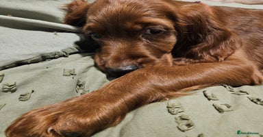 Irish Setter dogs - Advert 5