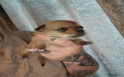 Mixed Breed dogs for sale: Jackawawas  - Image 4