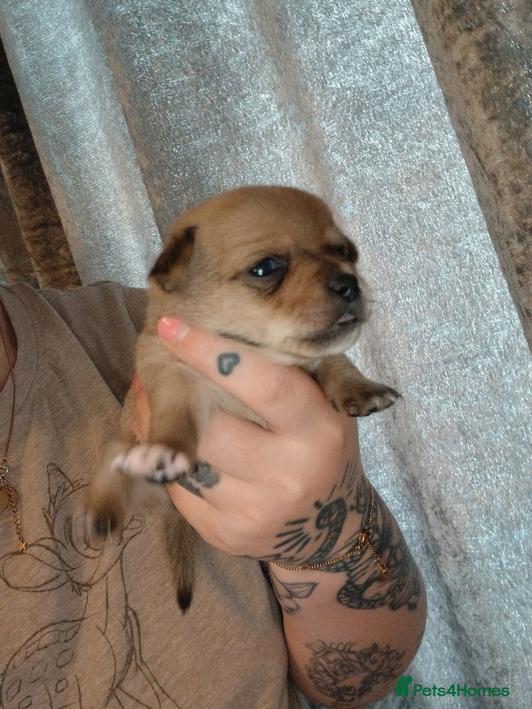 Mixed Breed dogs for sale: Jackawawas  - Image 4