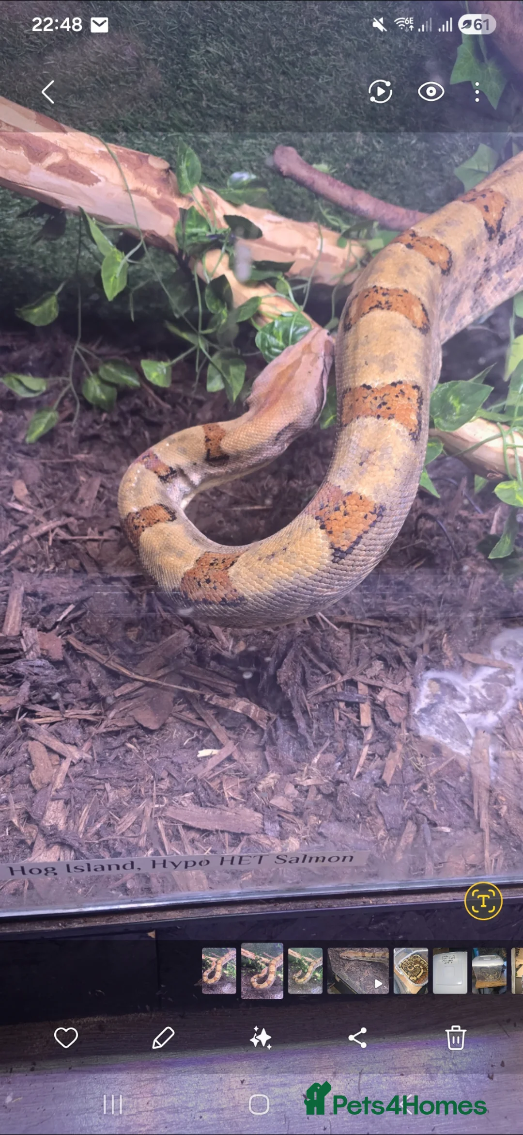 Boa Snake reptiles for sale: Adult Female Boa Constrictor salmon het hypo in Cambridge - Advert 2