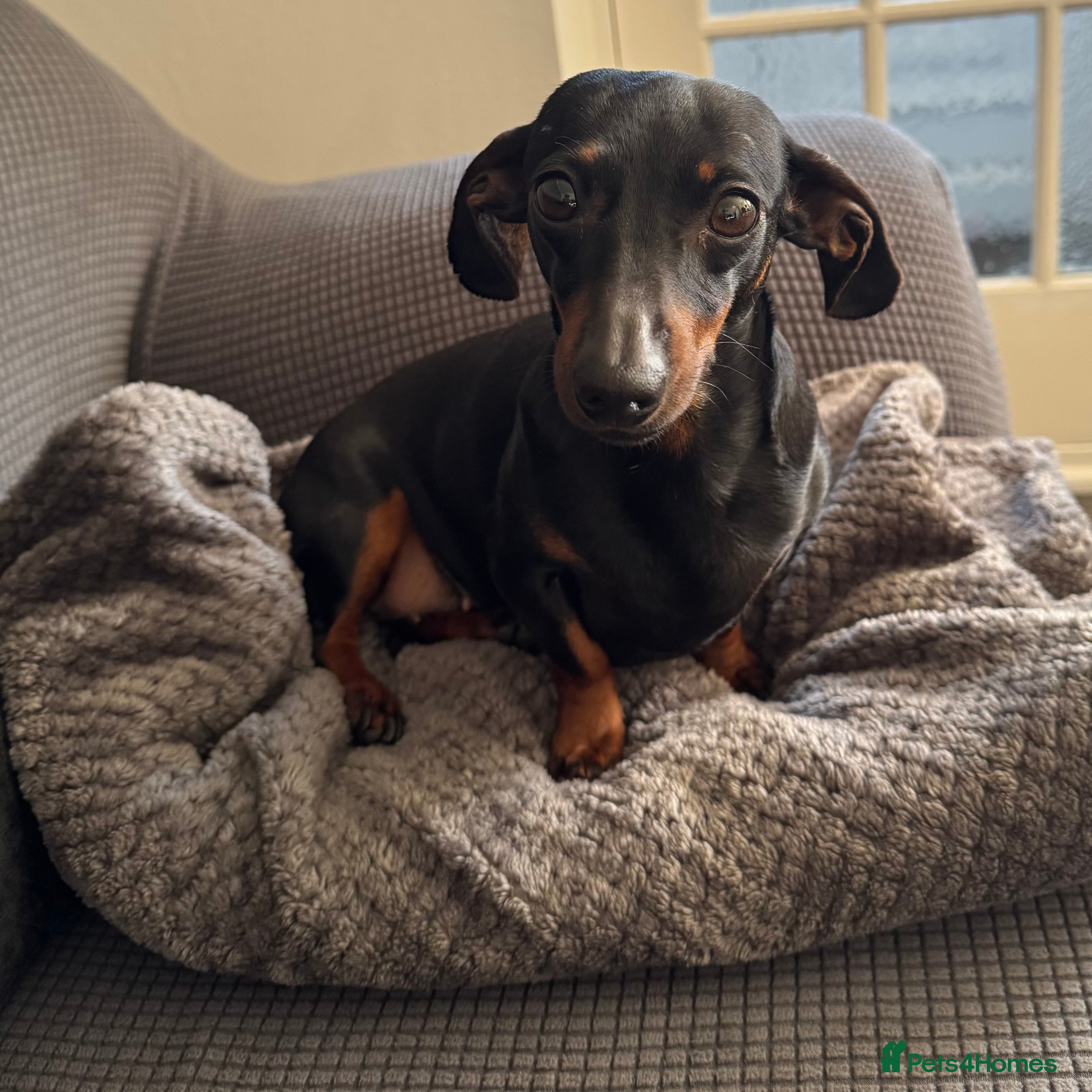 Dachshund dogs Miniature Daushund Dino 4 Years old - Advert 13