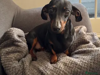 Dachshund dogs Miniature Daushund Dino 4 Years old - Advert 9