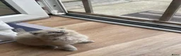 Scottish Fold cats for sale: Beautiful kittens🌹🤭 - Advert 5