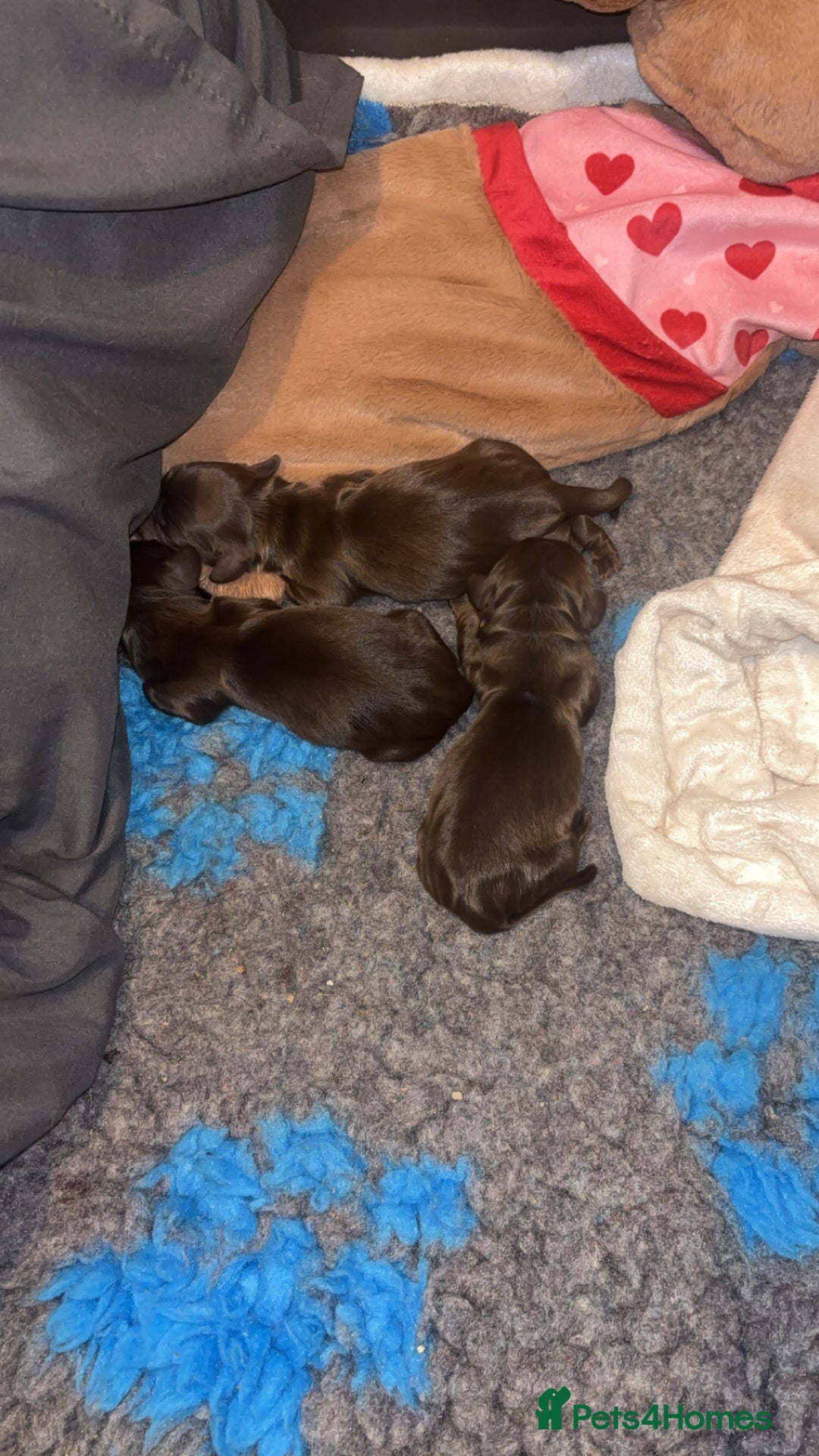Dachshund dogs for sale: Chocolate and tan long haired miniatures  - Advert 3